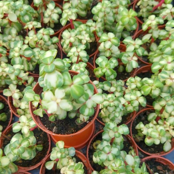 agsanremo as06a portulacaria afra mediopicra 2