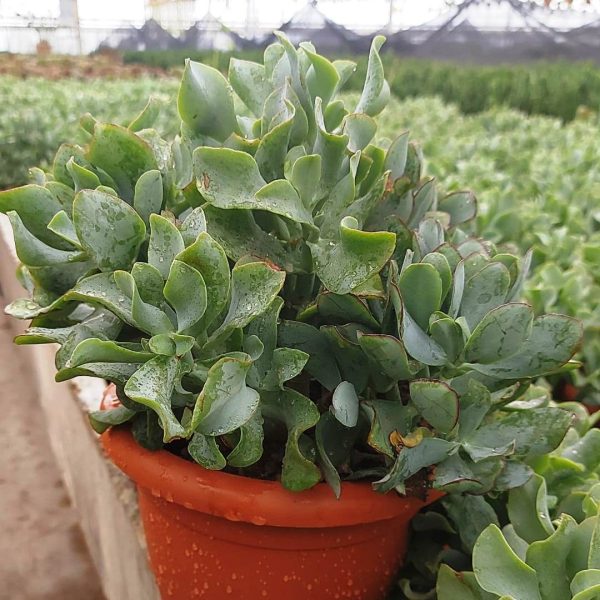 agsanremo as20a crassula undulatifolia