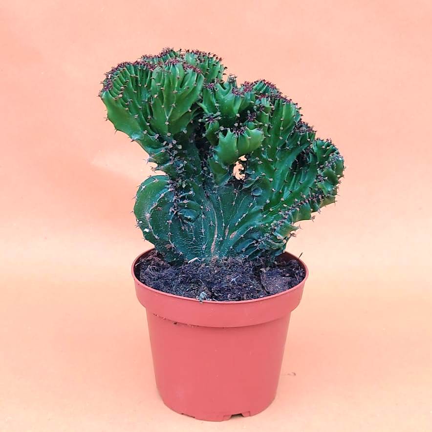 Euphorbia leucodendron crestata