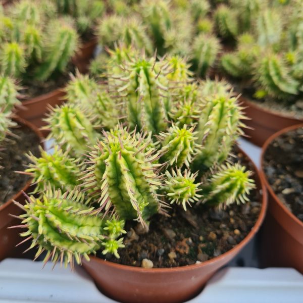 agsanremo co30 euphorbia aggregata variegata