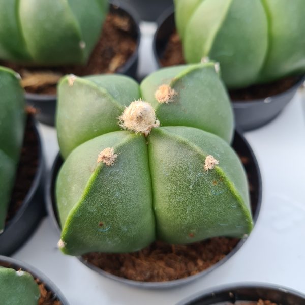 agsanremo co06 astrophytum myriostigma quadricostato