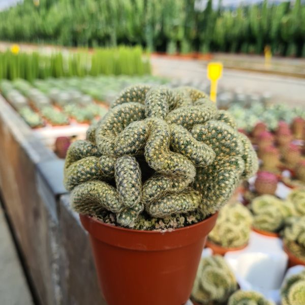 agsanremo co06 mammillaria elongata cristata