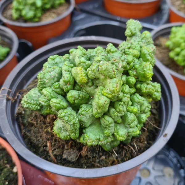 agsanremo euphorbia enopla cristata co12