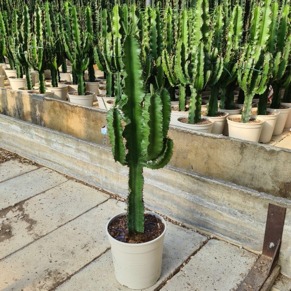 agsanremo euphorbia eritrea eud18 1