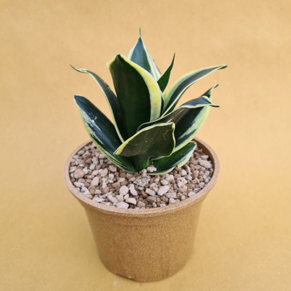 sansevieria golden hahnii black