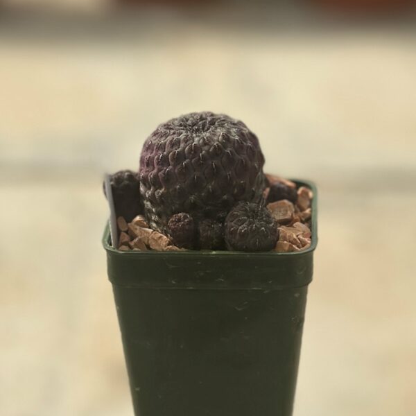 sulcorebutia rauschi