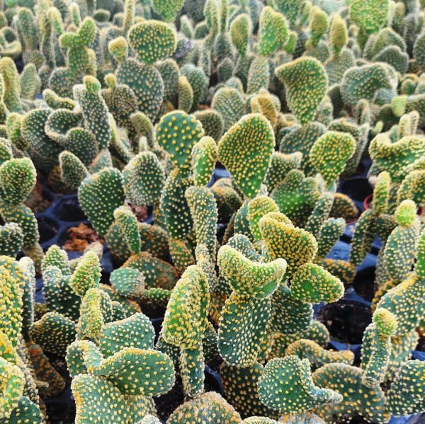 AGSANREMO AS06 OPUNTIA MICRODASYS CRISTATA