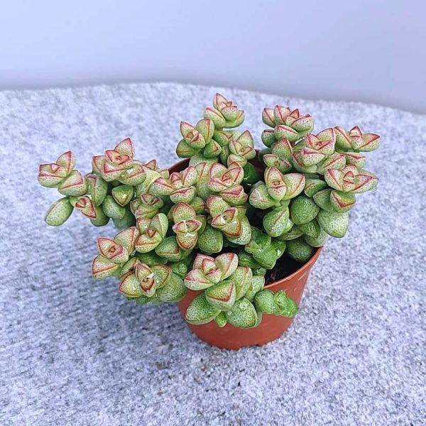 AGSANREMO AS09A CRASSULA BREVIFOLIA