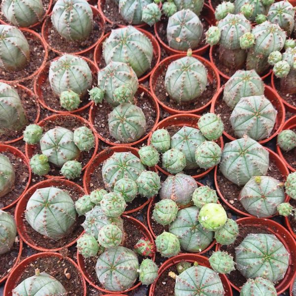 agsanremo as06 euphoriba globosa per obesa