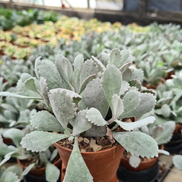 agsanremo as09a kalanchoe pumila