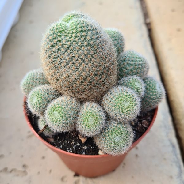 agsanremo co06 rebutia senilis