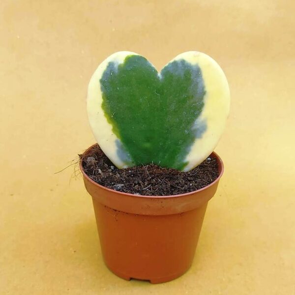 Hoya kerrii