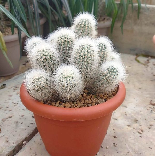 agsanremo lu20 echinocereus senilis