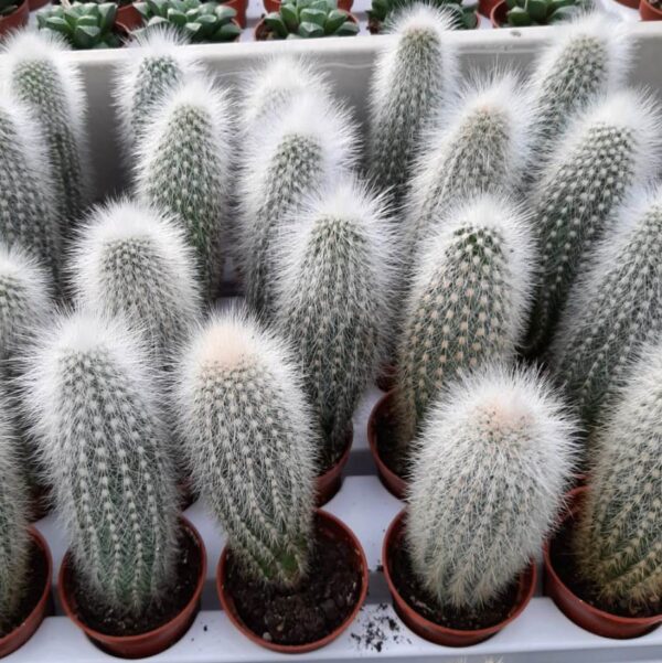 as06a cleistocactus strausi 1