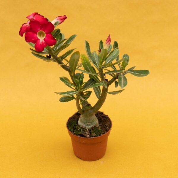 co15 ADENIUM OBESUM