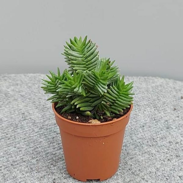 agsanremo co03 crassula budda hybrid