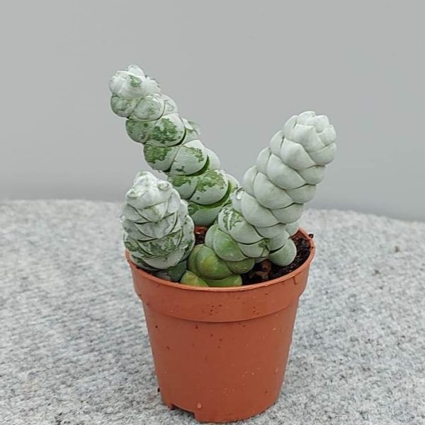 agsanremo co03 crassula plegmanoides