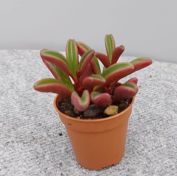 agsanremo co03 peperomia graveolens 2