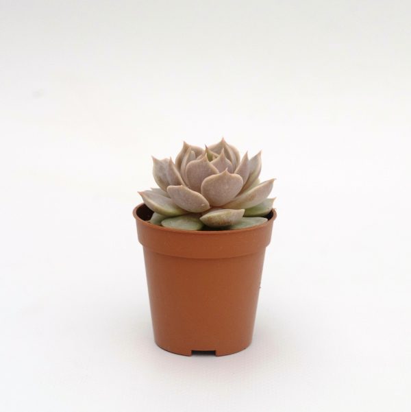 agsanremo echeveria AS06A LOLA