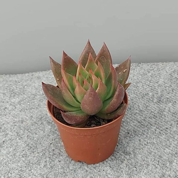 agsanremo as09a echeveria agavoides bronze