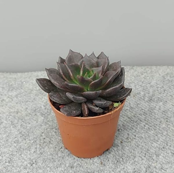 agsanremo as09a echeveria black price