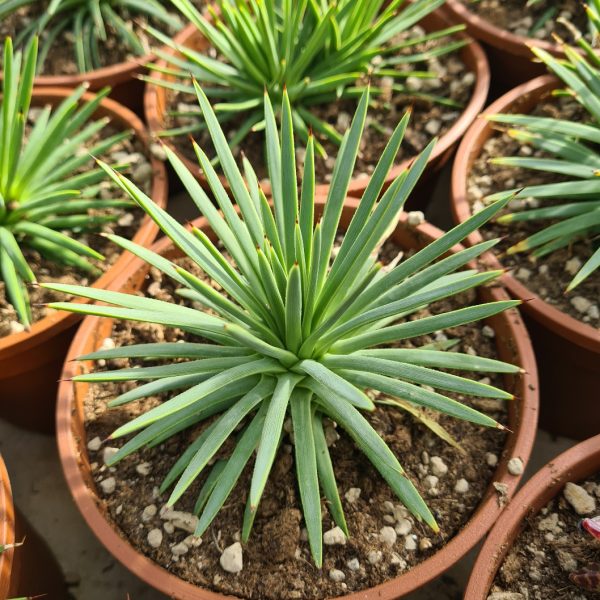 AGSANREMO AS16A AGAVE STRICATA NANA