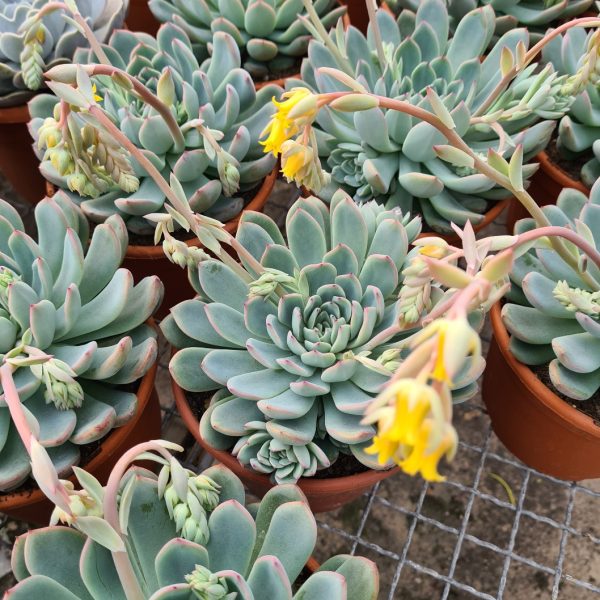 agsanremo as20a echeveria apus