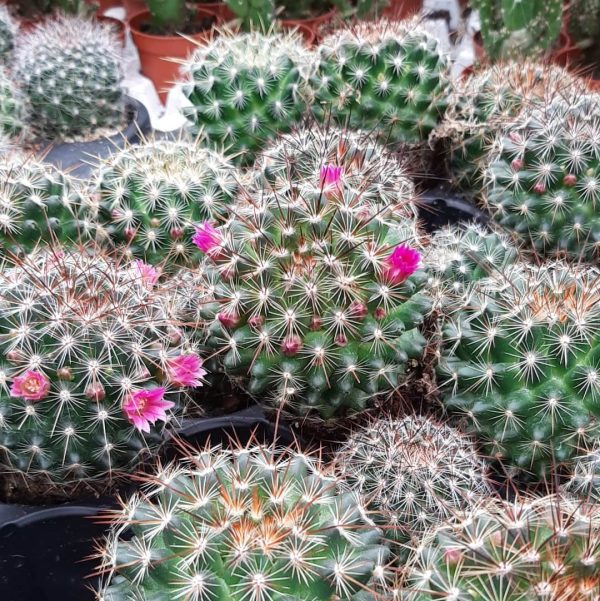 agsanremo as06 mammillaria rubrograndis