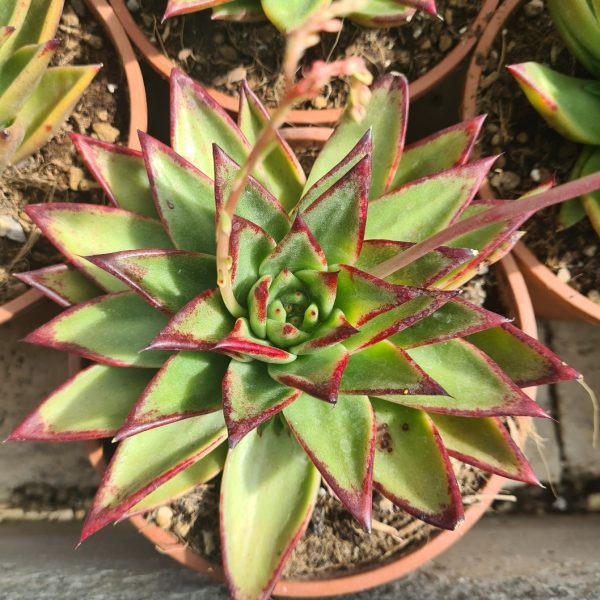 AGSANREMO AS16A ECHEVERIA AGAVOIDES LIPSTICK