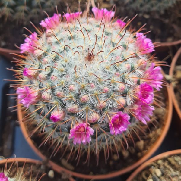 agsanremo as12 mammillaria bombicina