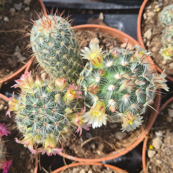 agsanremo as12 mammillaria microelia