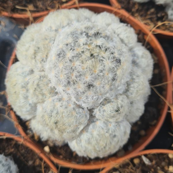 agsanremo as12 mammillaria plumosa