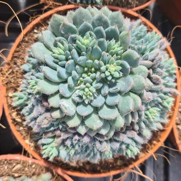 agsanremo as12a echeveria roudelli