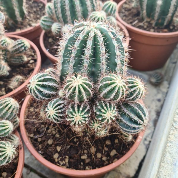 agsanremo as16 ECHINOPSIS HAKUJO