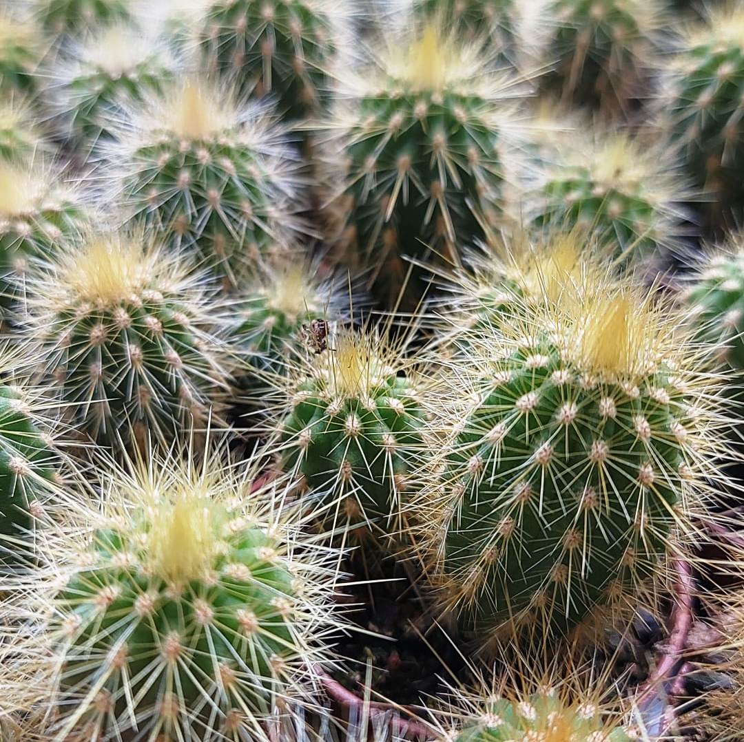 🌵 Vatricania guentheri | AG Sanremo