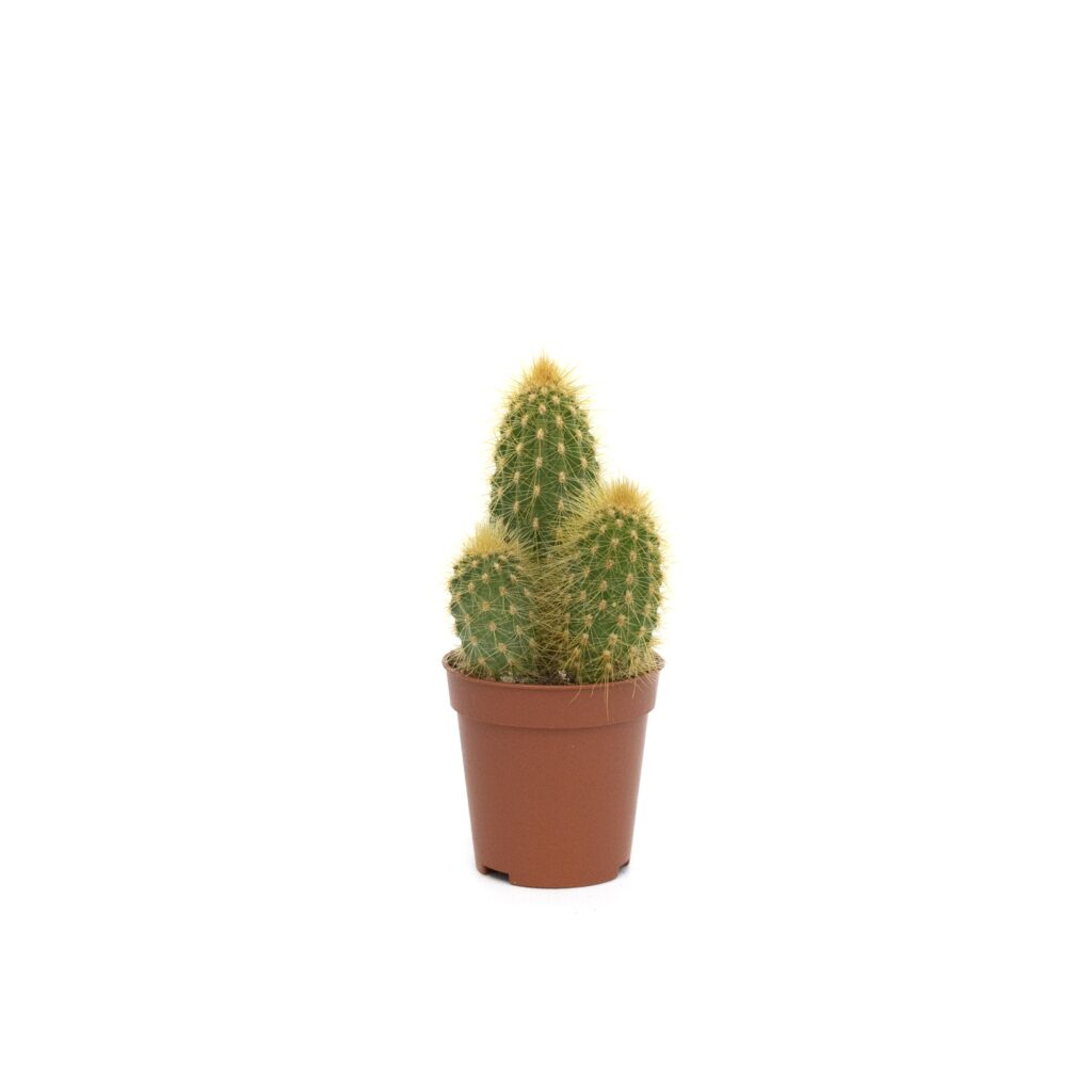 🌵 Vatricania guentheri | AG Sanremo