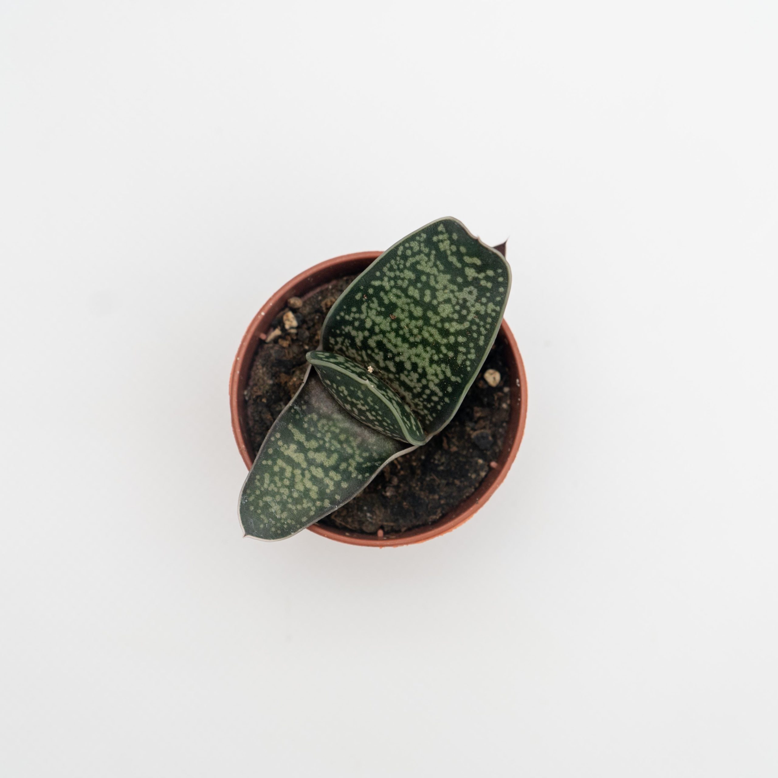 HAWORTHIA TRIANGOLO scaled