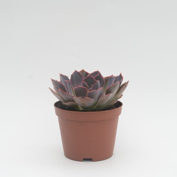 as12a echeveria scaviana