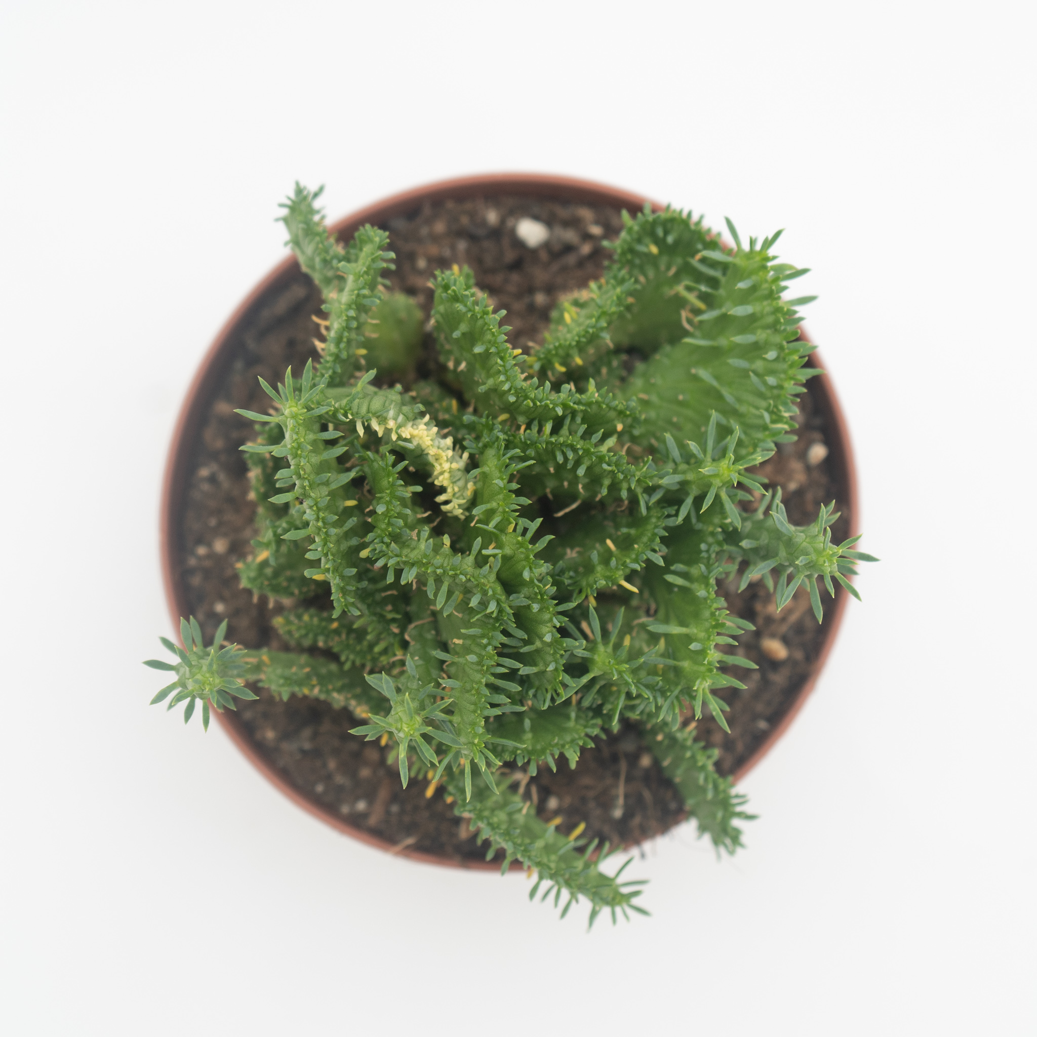 co 12 opuntia pugniformis crestata
