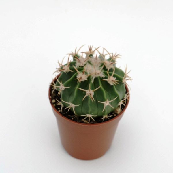 co03 homacefalocereus