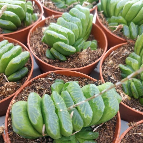 co06 hawortia truncata lime green 3