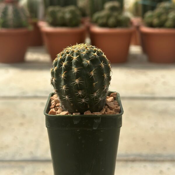 lobivia winteriana 1