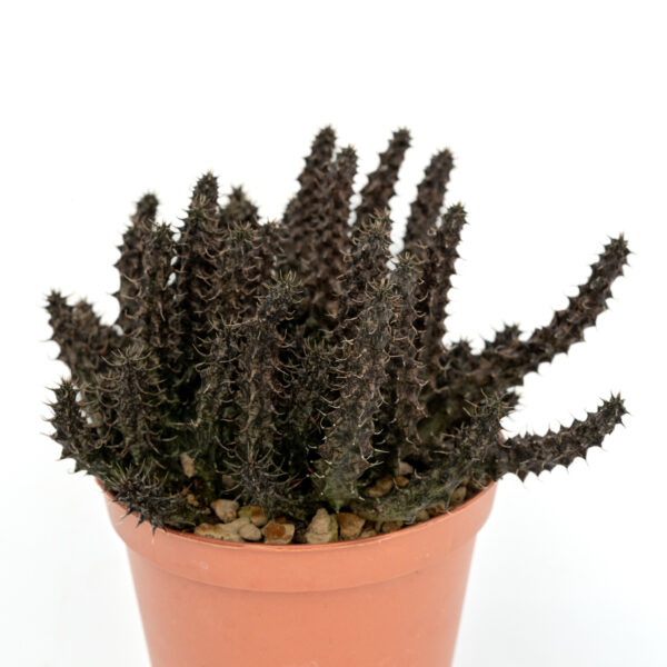 1# Medium Lino dragonaur Cactus e Piante grasse in Vaso Lino Federa Home Decor Cuscino 