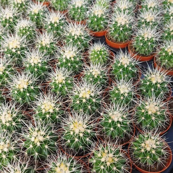 agsanremo as06 echinocactus grusonii albispino