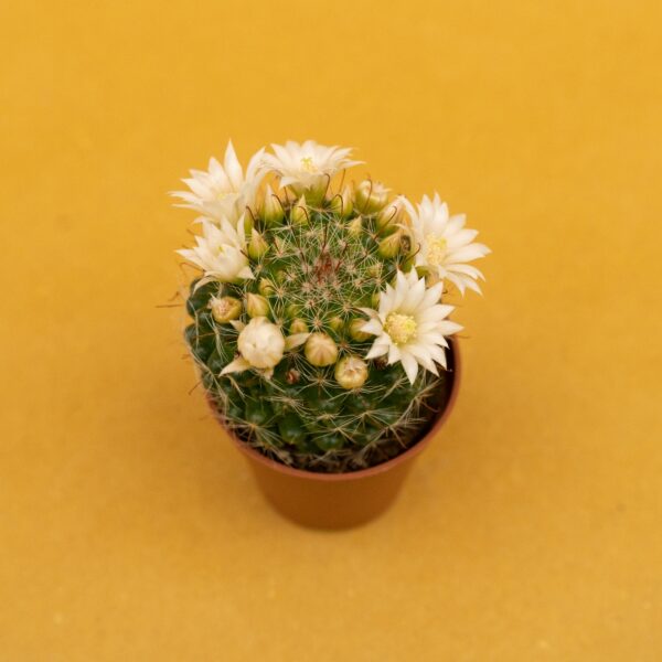 as06 mammillaria zelman