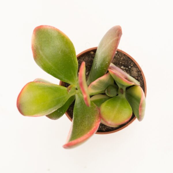 as06a crassula argentea variegata