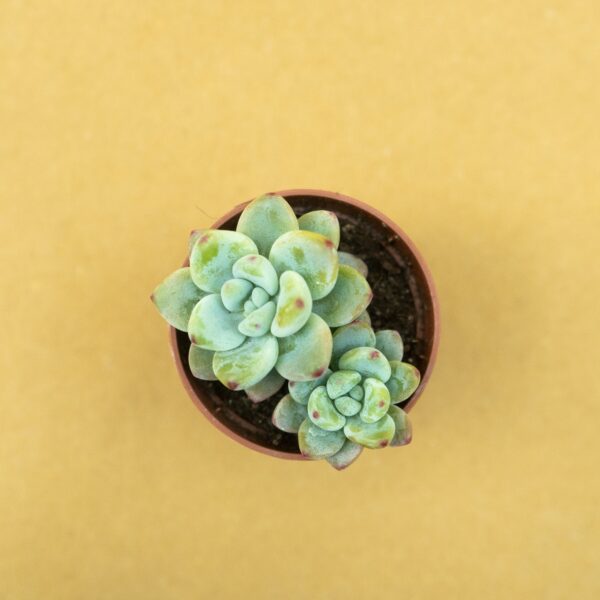 as06a sedum treale