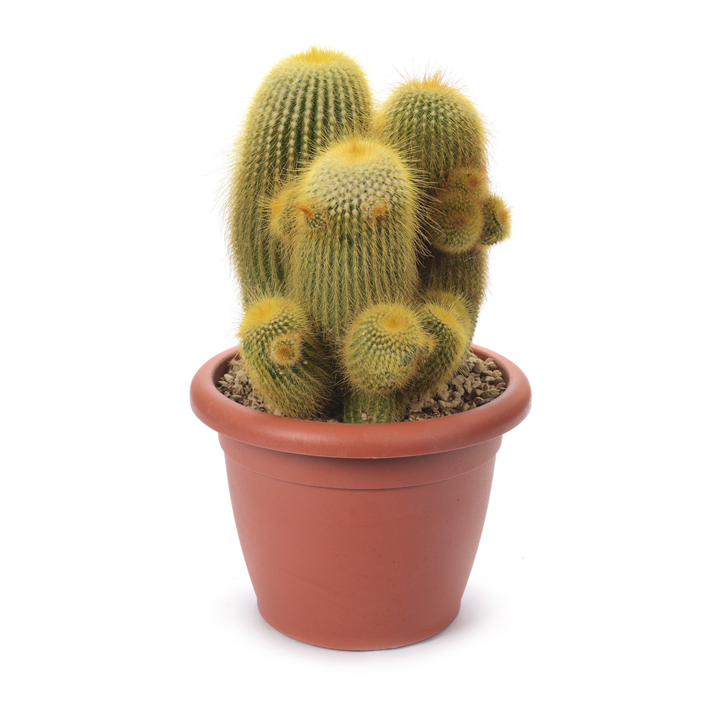 Cactus