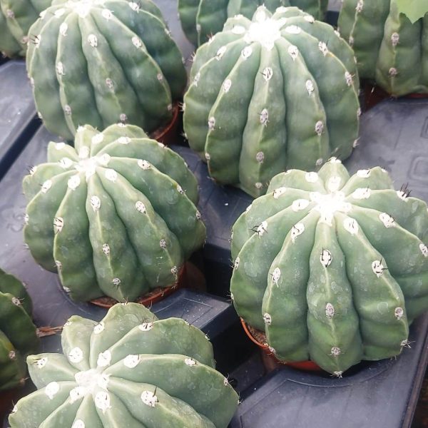 agsanremo co15 melocactus maxoni inermis