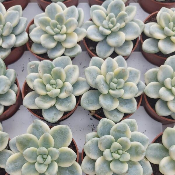 agsanremo as06a sedum clavatum variegato